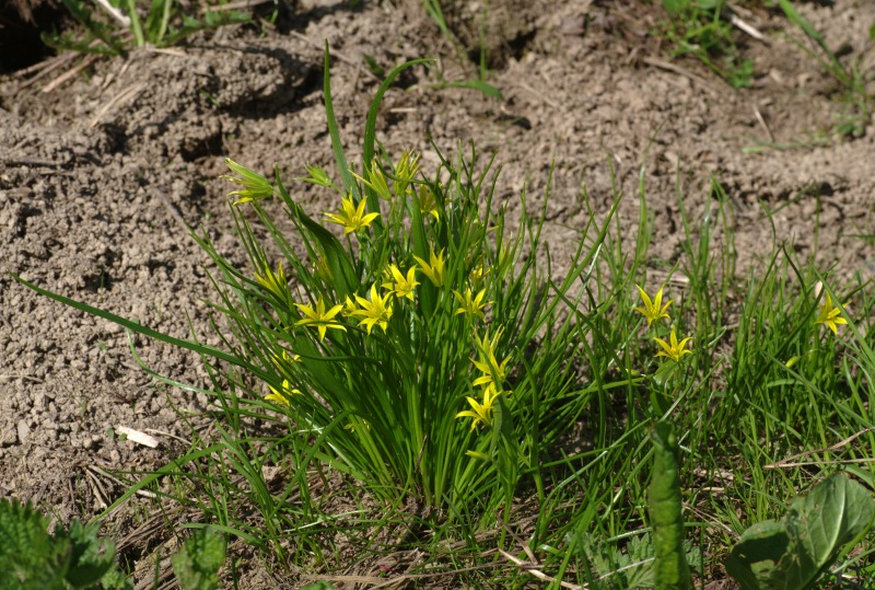 Gagea minima / Cipollaccio minore